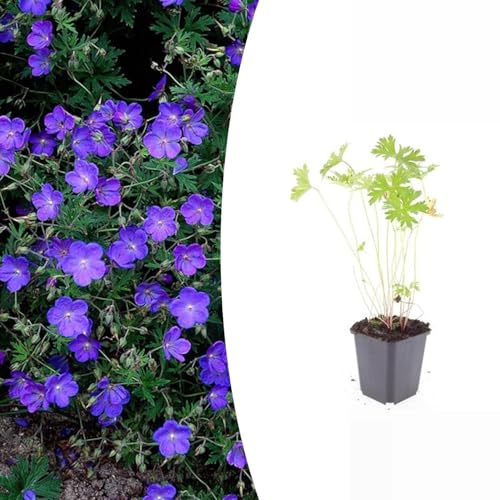 Trendyplants Geranium 'Johnson's Blue' – 6 piezas – Geranio perenne – Resistente al frío – Altura 10 – 30 cm – Tamaño de maceta Ø9 cm