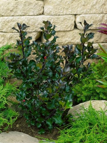 Ilex meserveae 'Heckenblau' 125-150 cm - Stechpalme, immergrün, rote Beeren, ideal für Hecken, winterhart und pflegeleicht
