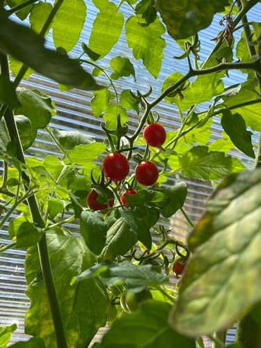 Pomodoro selvatico messicano 10 semi