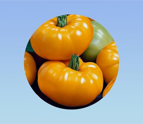 60 graines de tomate jantar JAUNE - tomato solanum lycopersicum - gros fruits