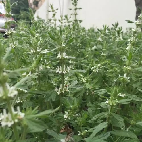 semillas de marrubio, perennes resistentes para el jardín de medicinales, interior, jardín 60pcs