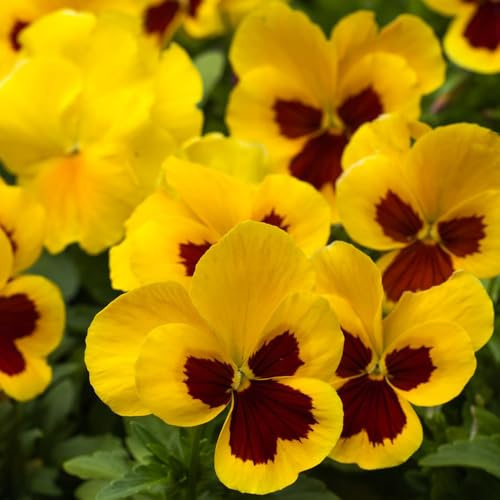 semi di viola del pensiero tappezzanti giardino sul balcone rialzata raro roccioso decorazioni per esterni biologiche d'appartamento 225pcs