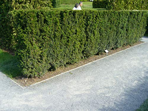100 Eiben 30-50cm frisch vom Feld Gartenhecke Heckenpflanzen Immergrüne Pflanze Taxus baccata Eiben Wurzelware