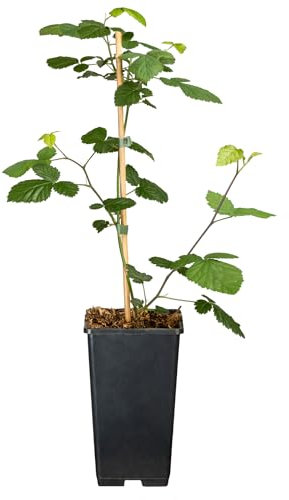 Brombeere 'Navaho®' (dornenlos)