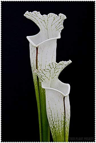 100 clip Pz Dionaea muscipula gigante Venere acchiappamosche in vaso Insettivori Seed catcher per il giardino: 17:Graines