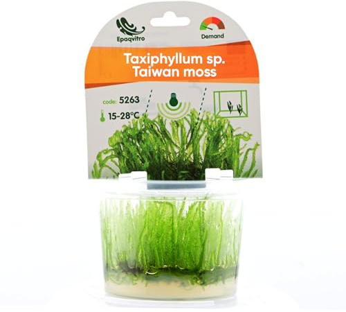 AquaBreedingSkill Taxiphyllum sp. in vitro – plante aquarium vivante, mousse d’aquarium sans parasites, idéale aquascaping et nano aquarium (Taiwan 1 pcs)