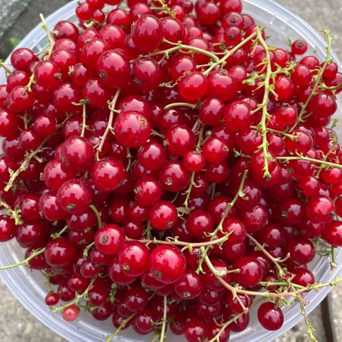 semillas de grosella espinosa, grosellas, jardín, balcón resistentes, interior 450pcs