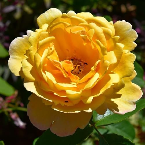 Peter Beales Roses Soleil Vertical Climbing Rose, Deep Yellow Double Blooms, Disease Resistant, Modern Climber, Fragrant, Summer Flowering
