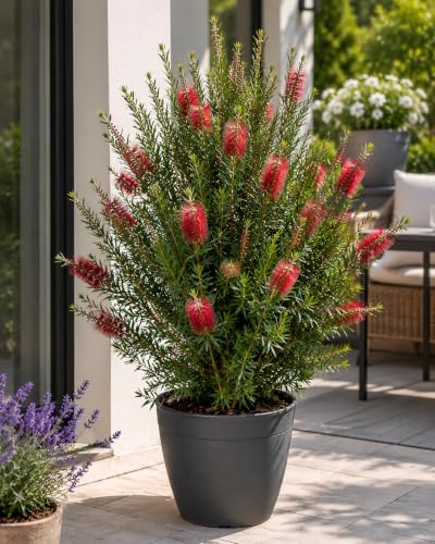 Callistemon Captain Cook 80–100 cm – Australischer Flaschenbürstenstrauch | Zylinderputzer & Pfeifenputzerstrauch | Immergrün, rote Blüten, bienenfreundlich, Kübel- & Gartenpflanze