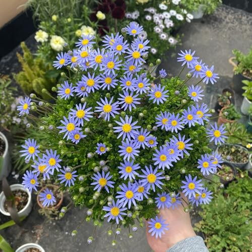 margeriten samen, exotische pflanzen winterhart, samen winterhart margeritensamen pflanzen garten winterhart mehrjährig, pflanzen draußen blumen mehrjährig winterhart, pflanzensamen 600pcs