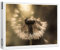 raxxa Premium-Puzzle | Pusteblume im Gegenlicht | 1000 Teile