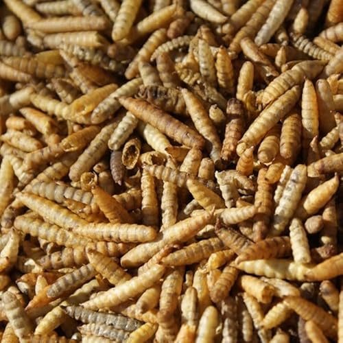 Oswalt Black Soldier Fly Larves de mouches soldats séchées Nourriture riche en énergie pour oiseaux, poissons, rongeurs et reptiles 10 kg
