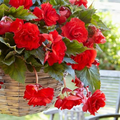 Carbeth Plants - 10 x Trailing Red Begonia Pendula Tubers - Easy to Grow Perennial Hanging Begonia Flowers - Planting in Garden Hanging Baskets, Pots, Containers