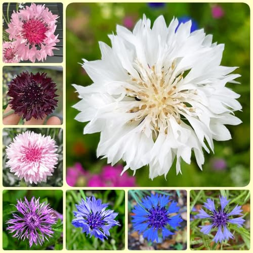 Semillas de aciano perenne resistente, semillas de balcón centaurea cianus, perenne 450pcs