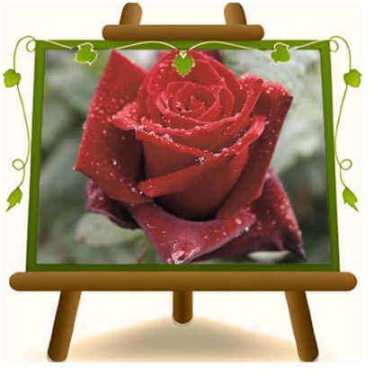 EURO PLANTS VIVAI Rose Nobili Grandi Fiore Ibrido di Thea Barkarole Piante Rose Vaso 19x19 cm Età 3 Anni