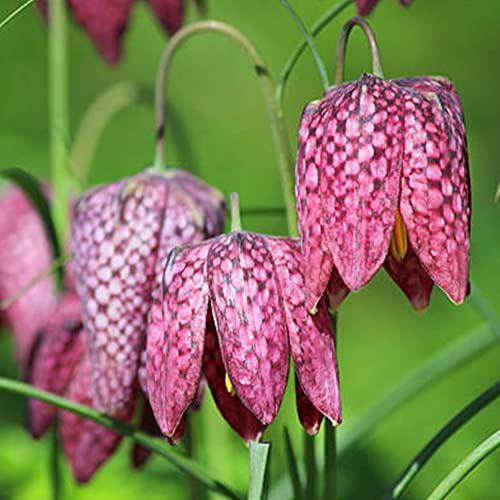 20 x Fritillaria Meleagris – Spring Flowering Bulbs - Colourful Checkered Bell-Shaped Flowers – Hardy and Trouble Free – Perennial – for Your Beautiful Garden
