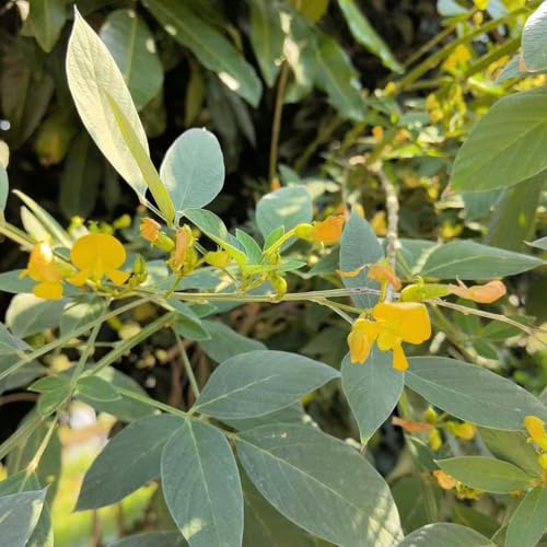 semi di fagiolo selvatico biologici di vecchie varietà fagiolini fagioli, aiuole rialzate per giardino, fagiolo da giardino resistenti perenni 25pcs