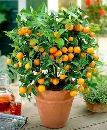 Genipap 10 semillas de fruta mandarina cítrica naranja