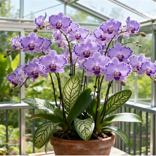 Orquídea Cymbidium Perenne y Resistente – Rizoma de Cymbidium – Decoración para Escritorio y Ventana-5 PCS-E