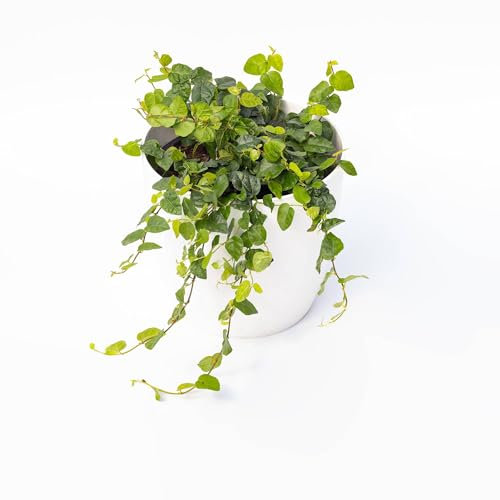 Pianta vera di Ficus repens - Diametro Vaso Ø 18 cm