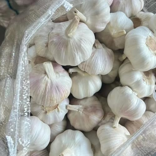 Semillas de ajo, Semillas de variedades antiguas comprar de invierno orgánicas de jardín 50pcs