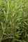 Rosmarinus officinalis ca. 9x9 cm Topf - Rosmarin, aromatische Blätter, ideal für Kräutergärten und Kübel, winterhart, pflegeleicht
