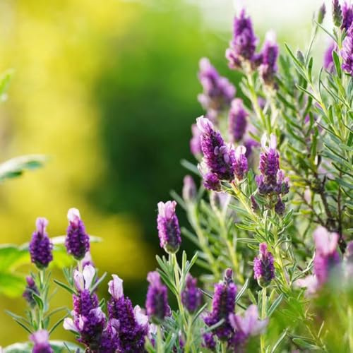 semi di lavanda decorazione balconi giardino semi autunno, decorazione 350pcs