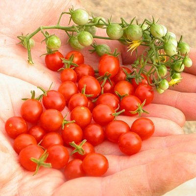 1/8 Semillas Gram orgánicos de guisante de olor Grosella tomate orgánico