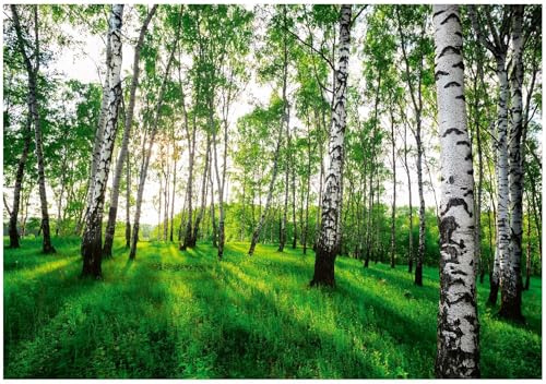 WallArena – fleece fototapet skog 350 x 250 cm – fototapeter – för vardagsrum sovrum – fibertapet tapet tapet 3D-effekt – inklusive lim – björk landskap natur grön