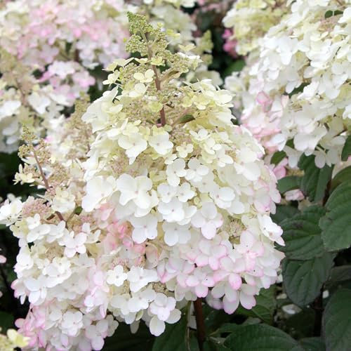 Hydrangea Petite Lissjudy Plant - Summer Flowering Hardy Shrubs for Outdoor Pots, Beds, and Borders - Compact Deciduous Petite Lantern Hydrangea Plants Outdoor Garden Ready (15-30cm)