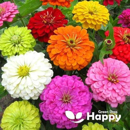 Giant Zinnia Dahlia Flowered Mix - 300 Seeds + Plant Tag + Freebie - Long Flowering