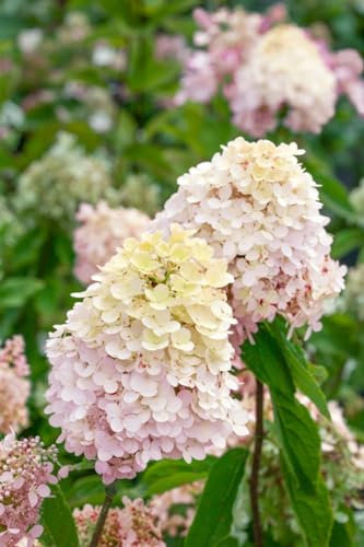 Hydrangea paniculata 'Magical Sweet Summer' 60–80 cm – Winterhart, Mehrjährig, Pflegeleicht – Rispenhortensie – Zierstrauch für Beet & Kübel
