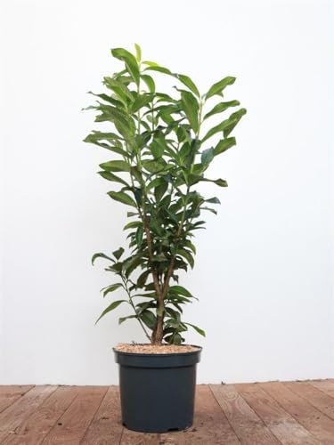 Prunus laurocerasus 'Genolia' 80-100 cm – Winterhart, Immergrün, Pflegeleicht – Kirschlorbeer – Heckenpflanze für Garten & Sichtschutz