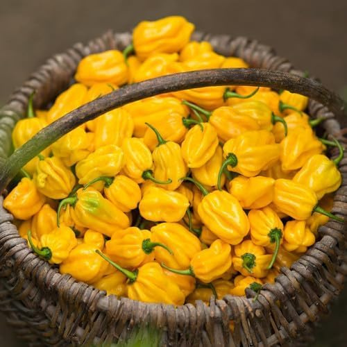 150 Semi Peperoncino Habanero Yellow – Peperone piccante - Piccantezza Alta, Origine Caraibi, Peperoncino Giallo, Ideale per Vaso, Balcone, Orto e Giardino