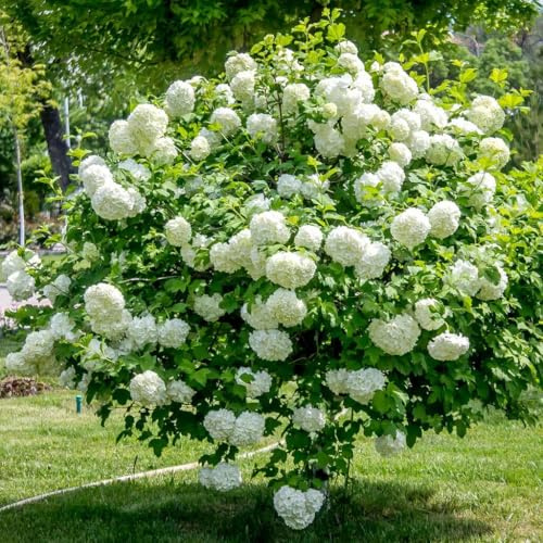 Gewöhnlicher Schneeball Roseum 2L - Ein schnell wachsender Strauch