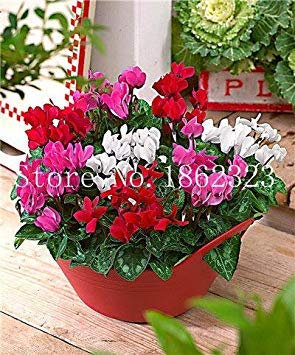 100 pc Ciclamino Fiori, Piante in Vaso per Interni, da Fiore perenne pianta Piante Fiore Cyclamen a Balcone Giardino: 11