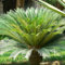 Sago Palm Sago Palm Pflanzen Japanischer Sagopalmfarn Cycas Revoluta Pflanzen Winterhart Winterhart Zwiebeln Blumenzwiebeln MehrjäHrig Winterhart-4bulbs-E