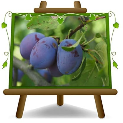 EURO PLANTS VIVAI Prunier Stanley plante fruitière en pot 24/26 cm hauteur 150~170 cm - Âge 2 ans