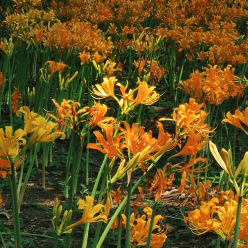 Bulbi/giglio ragno - Lycoris Radiata decorazione balcone giardino balcone 3Rhizome