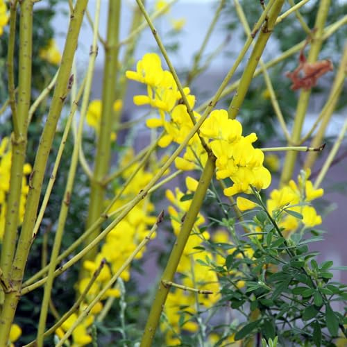 Vivai le Georgiche - Pianta vera di Cytisus racemosus - vaso Ø 12 cm