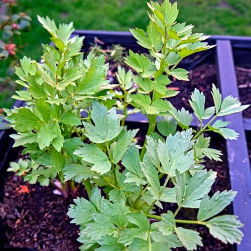 semi di levistico, in vaso serre da balcone da appartamento esotiche biologiche balcone serra giardino per la cucina rare 300pcs
