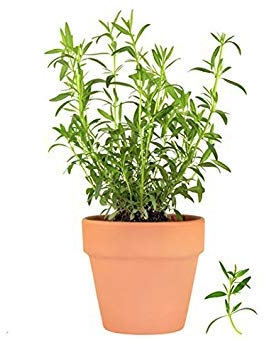 Seeds of Exotic Herbs - French Tarragon for Pots Kitchen Garden Package by:Seeds Only