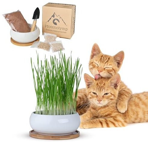 Pfotenolymp Set de Hierba para Gatos la Salud y el Bienestar Felino - Incluye Cuenco Redondo de Cerámica para Hierba - Instrucciones de Video Gratuitas