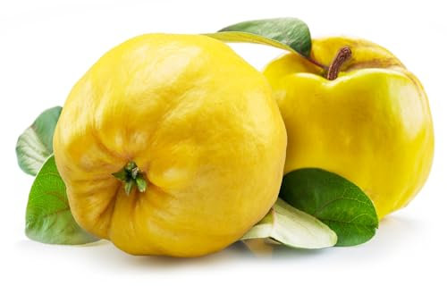 Quince Tree, 'Meech Prolific', Full Plants in 10 Litre Pots, 140cm - 160cm Height, Garden Fruit, Quince, Garden Ready and Ready to Plant, Premium Quality Fruit Trees (2)