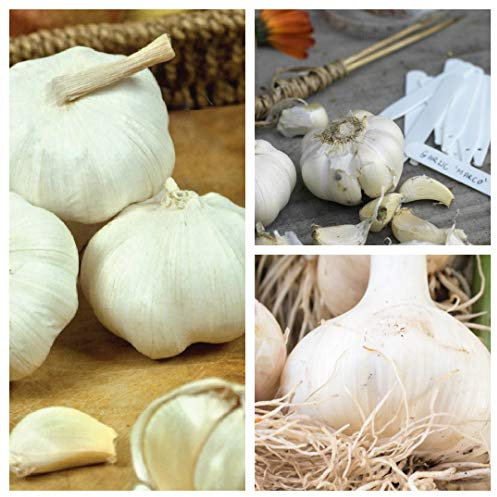 Garlic Bulbs 'Marco' 4 Hardy Garlic Bulbs - Ready for Planting