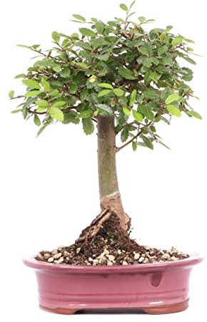 Bonsái Natural de Ulmus Parvifolia Árbol Conocido como Olmo Asiático
