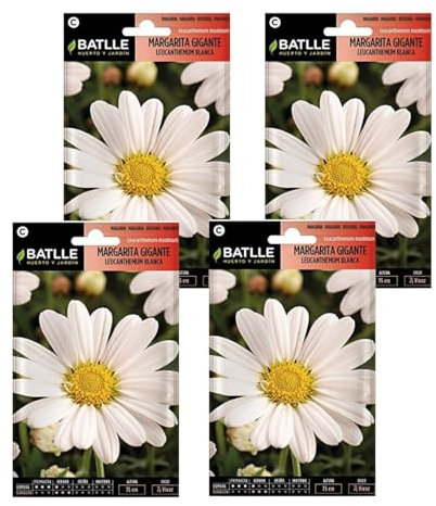Semillas de margarita blanca gigante de Semillas Batlle PACK (4)