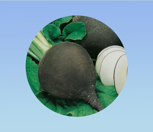 1000 graines Radis rond noir hiver - radish - radis gros rond hiver noir - black globe -