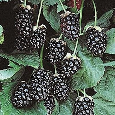 Arapaho blackberry bush live plant NEW Rubus