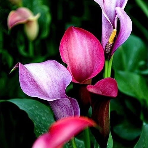 Zierblumen,Calla Pflanze Zwiebeln,Winterharte Zwiebeln,Hochzeitsblumen,Perfekte Schnittblumen,Calla-Zwiebeln,Lebende Pflanzen,Seltene Pflanzen,Natürlich-8 Zwiebeln-B